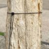 Grafsteen versteend hout 55067