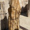 Grafsteen versteend hout 55072