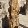 Grafsteen versteend hout 55072