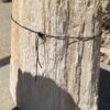 Grafsteen versteend hout 55077