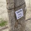 Grafsteen versteend hout 55078