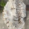 Grafsteen versteend hout 55078
