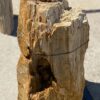 Grafsteen versteend hout 55080