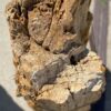 Grafsteen versteend hout 55080