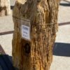 Grafsteen versteend hout 55080