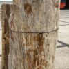 Grafsteen versteend hout 55082