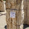 Grafsteen versteend hout 55092