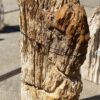 Grafsteen versteend hout 55092