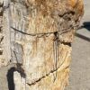 Grafsteen versteend hout 55092