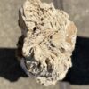 Grafsteen versteend hout 55096