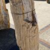 Grafsteen versteend hout 55096
