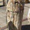 Grafsteen versteend hout 55096