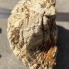 Grafsteen versteend hout 55098