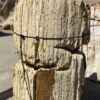 Grafsteen versteend hout 55098