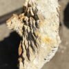 Grafsteen versteend hout 55099