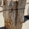 Grafsteen versteend hout 55104