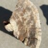 Grafsteen versteend hout 55104