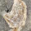 Grafsteen versteend hout 55106