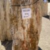Grafsteen versteend hout 55109