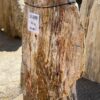 Grafsteen versteend hout 55109