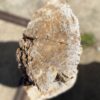 Grafsteen versteend hout 55109