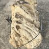 Grafsteen versteend hout 55113