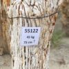 Grafsteen versteend hout 55122