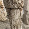 Grafsteen versteend hout 55122