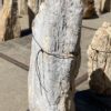 Grafsteen versteend hout 55123