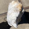 Grafsteen versteend hout 55123