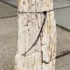 Grafsteen versteend hout 55125