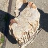 Grafsteen versteend hout 55125
