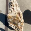 Grafsteen versteend hout 55126