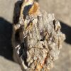 Grafsteen versteend hout 55127