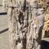 Grafsteen versteend hout 55127