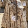 Grafsteen versteend hout 55128