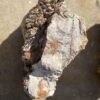 Grafsteen versteend hout 55128