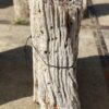 Grafsteen versteend hout 55128