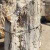 Grafsteen versteend hout 55128