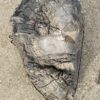Grafsteen versteend hout 55133