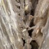 Grafsteen versteend hout 55135
