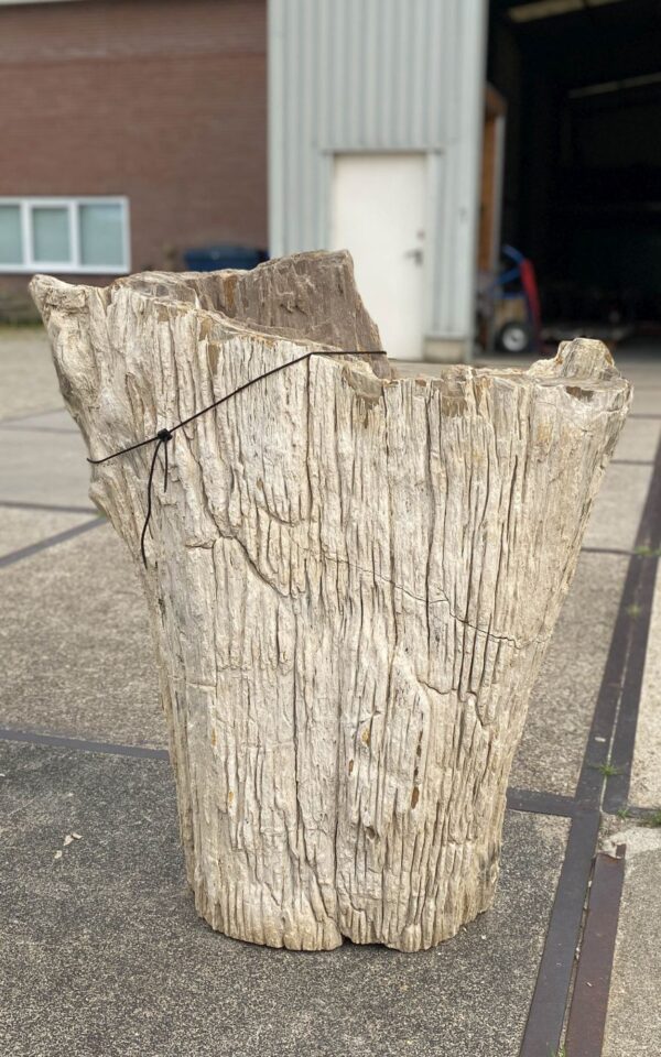 Grafsteen versteend hout 55135