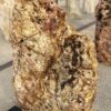 Grafsteen versteend hout 55143