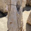 Grafsteen versteend hout 55310