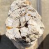 Grafsteen versteend hout 55310