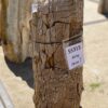 Grafsteen versteend hout 55315