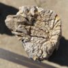 Grafsteen versteend hout 55315
