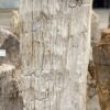 Grafsteen versteend hout 55322