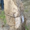 Grafsteen versteend hout 55323