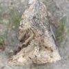 Grafsteen versteend hout 55323